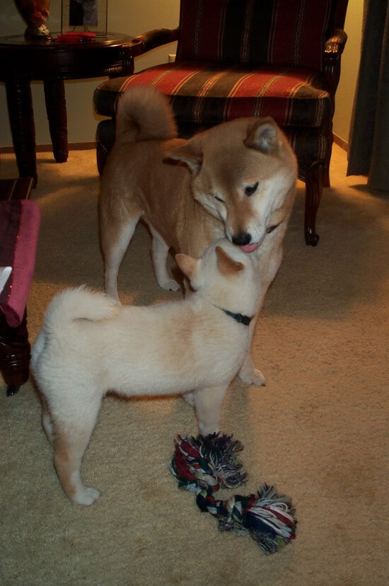 华体会登陆-范戴克，当大场面先生遇见蓝白风暴